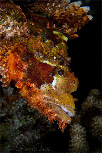 Tasseled Scorpionfish
Digga Thila - South Ari Atoll 

 by Boris Pamikov 